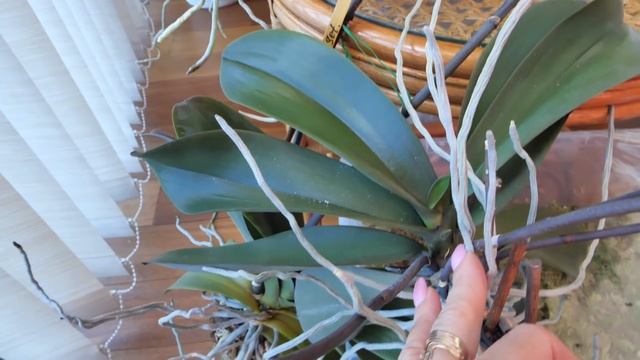 Орхидеи. ВОТ ЭТО Я РАЗВЕРНУУУСЬ! Запомните это место ТАКИМ. Часть 1. смотреть онлайн