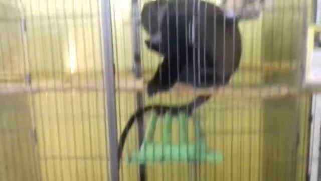 контактный зоопарк(7) смотреть онлайн