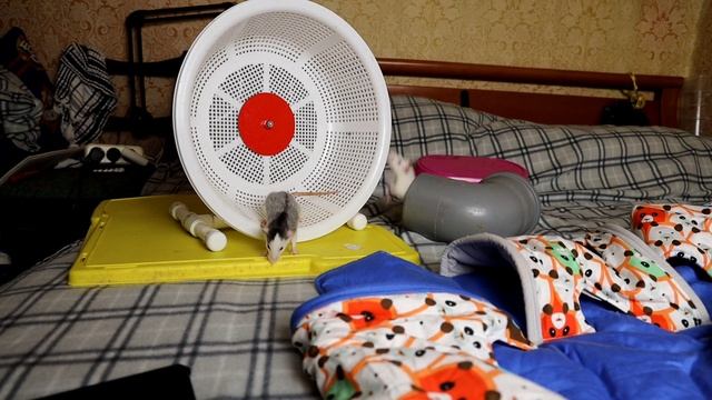 выгул девочек 18.02.2023 смотреть онлайн
