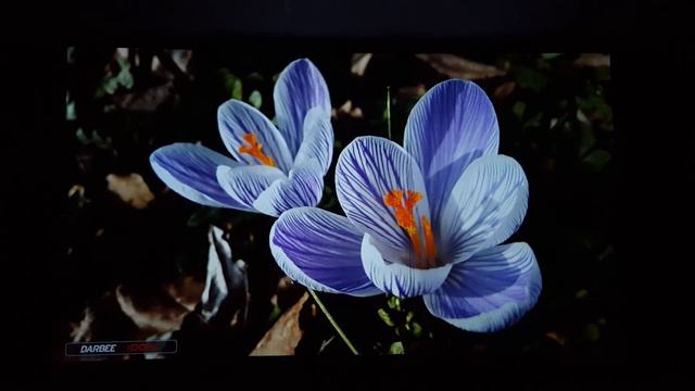 Darbee dvp 5000s full pop 100% on LG pf1500 смотреть онлайн