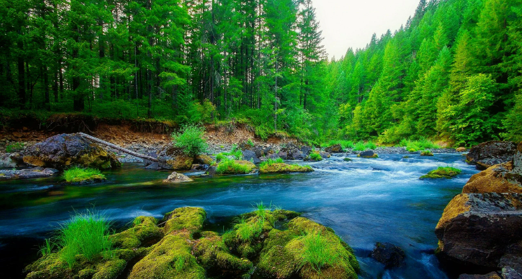 Успокаивающая река в лесу. Белый шум для сна ✦ Звуки леса и пение птиц ✦ Relax Sleep смотреть онлайн