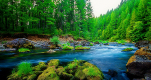 Успокаивающая река в лесу. Белый шум для сна ✦ Звуки леса и пение птиц ✦ Relax Sleep