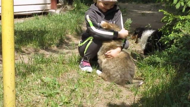 2023-06-04-Яна, 5 лет, и щенок колли Мартин, 8 недель смотреть онлайн