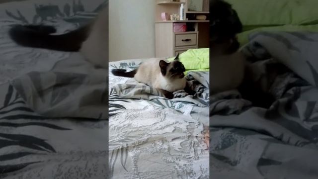 Сиамская кошка нападает (7 месяцев) смотреть онлайн