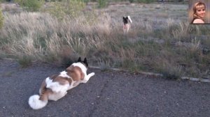 Охота американских акит