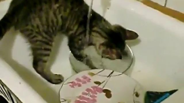 Кот - посудомойка смотреть онлайн