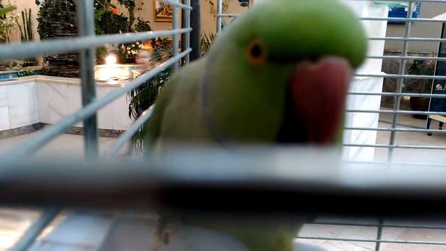 Злой попугай смотреть онлайн