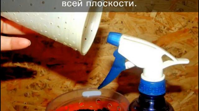 Проращивание от Седана. Часть 2 смотреть онлайн