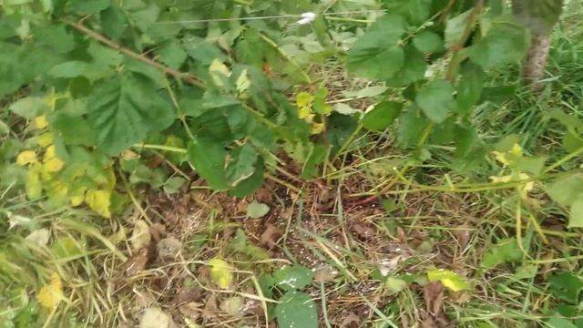 ежевика Коламбия Стар,второй год вегетации,готовлю к зимовке смотреть онлайн