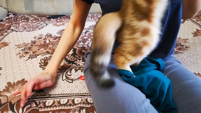 Как подстричь когти котенку, коту, кошке. Инструкция по подстриганию когтей котенку дома. смотреть онлайн