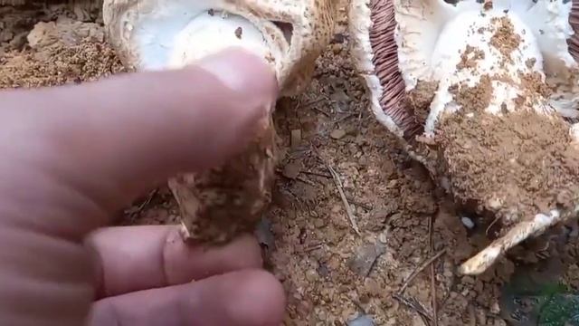 Agaricus augustus. Ένα απ τα πιο μεγαλόσωμα είδη του γένους τού Agaricus. смотреть онлайн