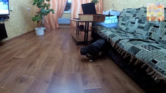 скример няшного котика :3 смотреть онлайн