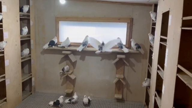 Питомник "Западный" (красота спасет мир) Виктор смотреть онлайн