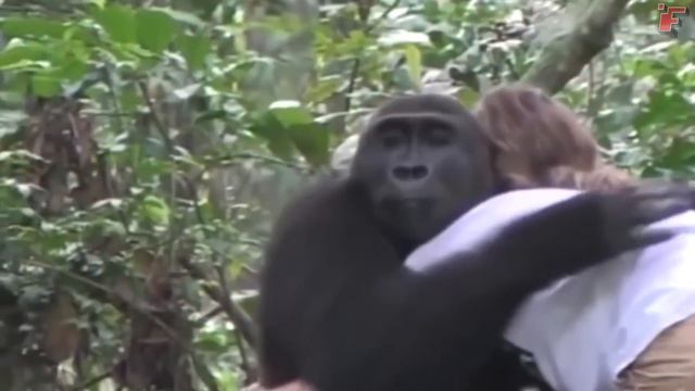 Попробуй НЕ ЗАПЛАКАТЬ! 😥 Топ 30 Моментов Встречи Животных с Хозяевами После Долгих Лет Разлуки смотреть онлайн