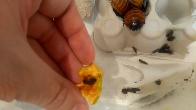 Содержание мадагаскарских тараканов смотреть онлайн