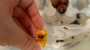 Содержание мадагаскарских тараканов