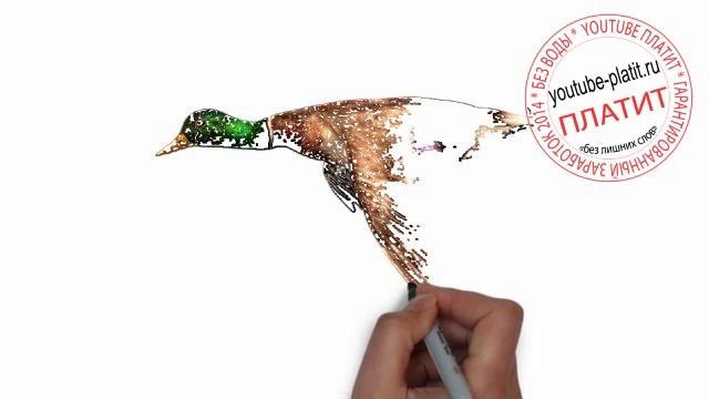 Птицы нарисованные карандашом Как нарисовать карандашом птицу в небе смотреть онлайн