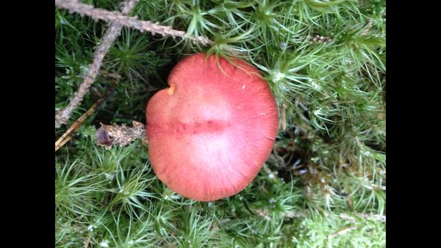 Cortinarius sanguineus смотреть онлайн