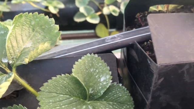 Выращивание клубники на пирамидах смотреть онлайн