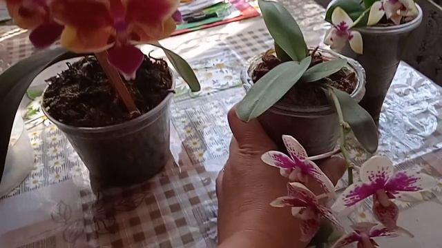 🌸💖МУЛЬТИФЛОРЫ В МОЕЙ КОЛЛЕКЦИИ💖🌸😍 смотреть онлайн