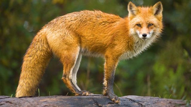 Изучаем диких животных для детей. Викторина о лесных животных смотреть онлайн