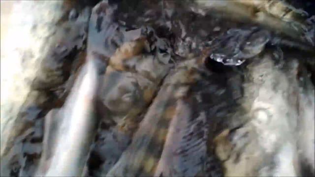 Запуск судака на VIP зону в Савельево-2!!! смотреть онлайн