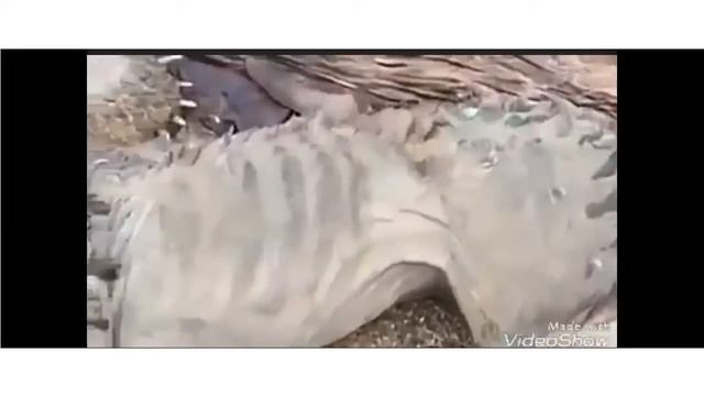В сети появилось видео с «трупом дракона» в горах Йемена. PRAMAX !!! смотреть онлайн