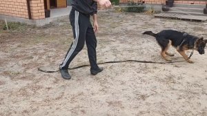 321. У щенка меняются зубы, как играть с немецкой овчаркой.