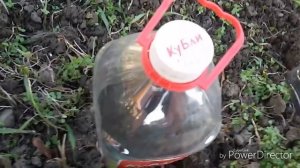 Томаты. Безрассадный способ выращивания.