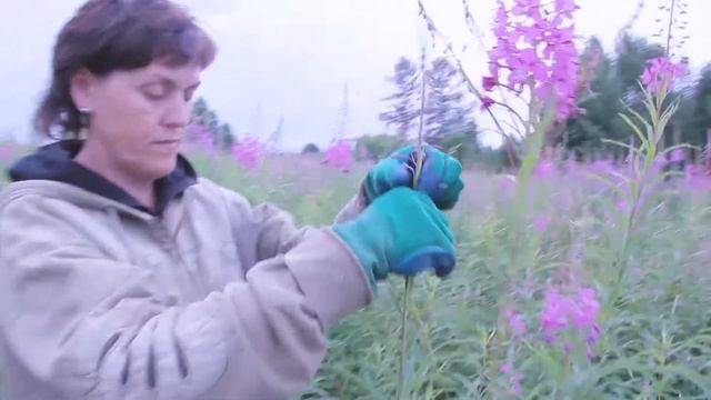 Как легко и быстро собрать иван чай? Это проще чем вы думали! Совет от Фермачей в деревне смотреть онлайн