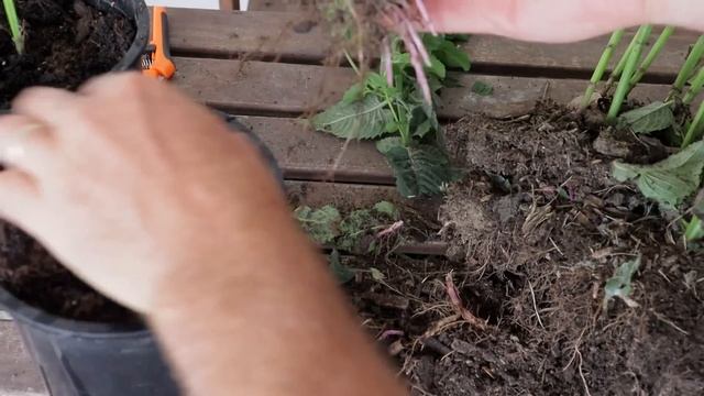 September Tips: Stop Deadheading, Start Dividing (4 Examples) смотреть онлайн