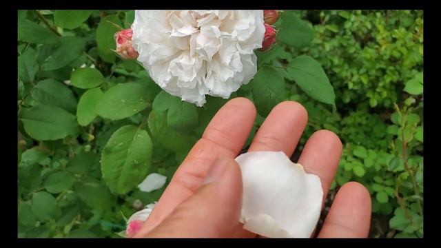 David Austin Rose - Winchester Cathedral@Go-Organic смотреть онлайн