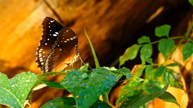 Video from Panasonic Lumix DMC-FZ300 смотреть онлайн