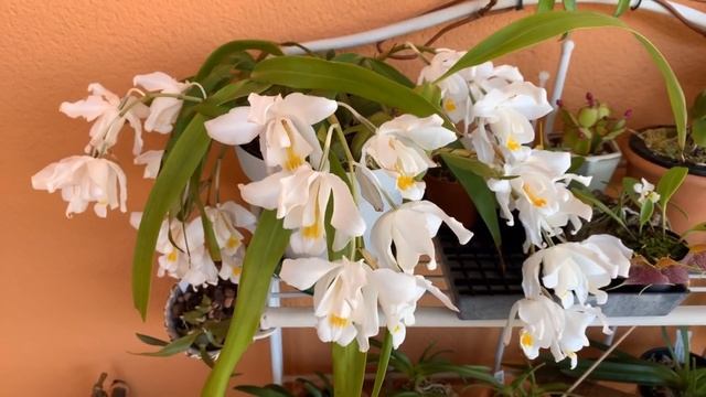 Целогина Кристата Coelogyne cristata смотреть онлайн