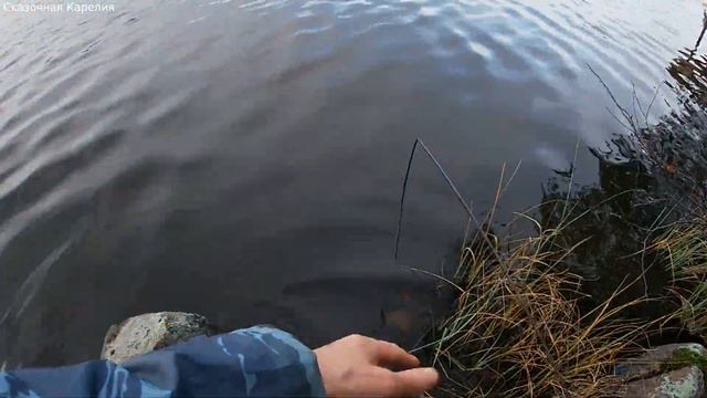 РАКИ В КОНЦЕ ОКТЯБРЯ!!! ЛОВЛЯ РАКОВ На ЧЕСНОК ОСЕНЬЮ НА КИТАЙСКИЕ РАКОЛОВКИ! СУПЕР УЛОВ ВЕДРО РАКОВ смотреть онлайн