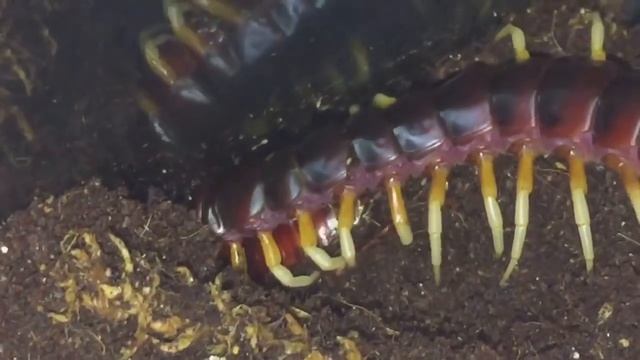 Scolopendra Gigantea White Leg Giant Centipede Feeding смотреть онлайн