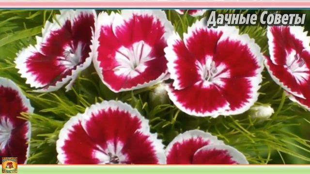 Вот какие ЦВЕТЫ нужно посадить на даче чтобы ЦВЕЛИ БЕЗ ПОЛИВА Самые неприхотливые цветы для клумбы смотреть онлайн