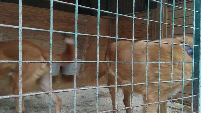 Чип и Тильда: верные друзья погибшего бездомного смотреть онлайн