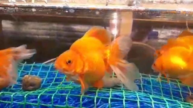 КАК ОТНЕРЕСТИТЬ ЗОЛОТЫХ РЫБОК ПРАВИЛЬНО смотреть онлайн