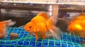 КАК ОТНЕРЕСТИТЬ ЗОЛОТЫХ РЫБОК ПРАВИЛЬНО