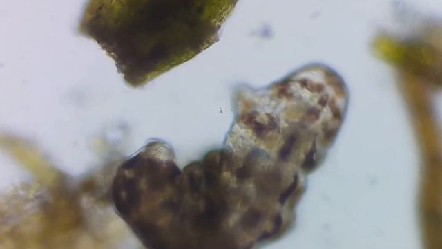 Тихоходкой. Светлое поле и поляризованный свет/ Water bear. Bright field and polarized light. смотреть онлайн