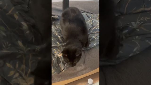 Это кто тут такой. Зачем встал. Кот, животные.