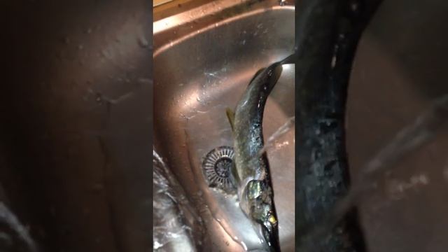 Быстро и чисто очистить рыбу от чешуи смотреть онлайн