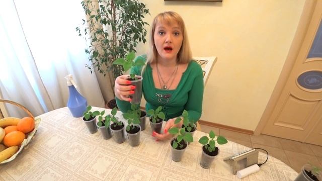 САЛЬВИЯ ЧЕРЕЗ 2 МЕСЯЦА ПОСЛЕ ПОСЕВА