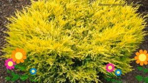 Можжевельник горизонтальный Лайм глоу. Краткий обзор, описание juniperus horizontalis Lime Glow