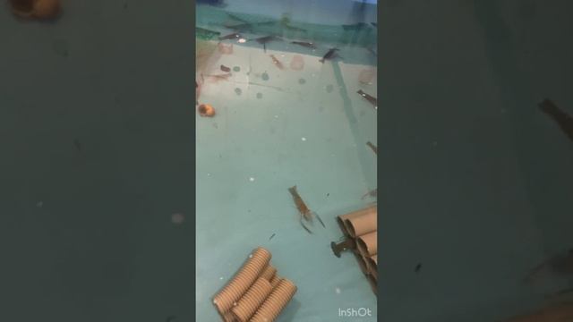 Рассказ про выведение личинки креветки Розенберга смотреть онлайн