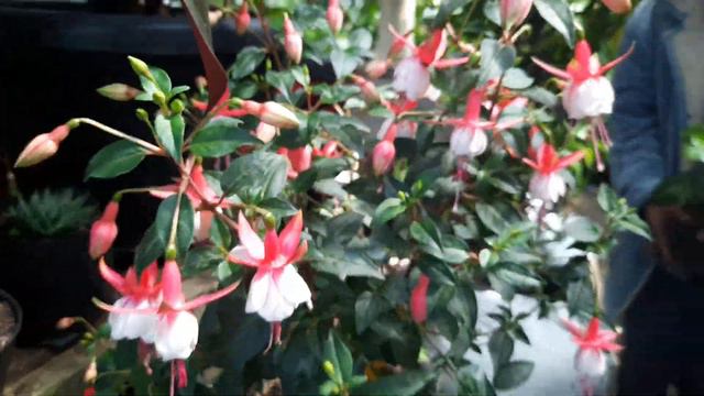 BUNGA INI SEPERTI ANTING ANTING WANITA( bunga fuchsia) смотреть онлайн