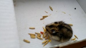 Джунгарский хомяк:покупка,содержание,уход.Как он вырос через 12 месяцев.