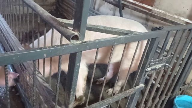 Отвечаем на вопросы по новому сараю! Во сколько же сарай нам обошелся!