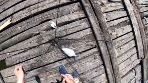 Рыбалка ХАПУГАМИ с моста или как быстро поймать рыбу для УХИ...